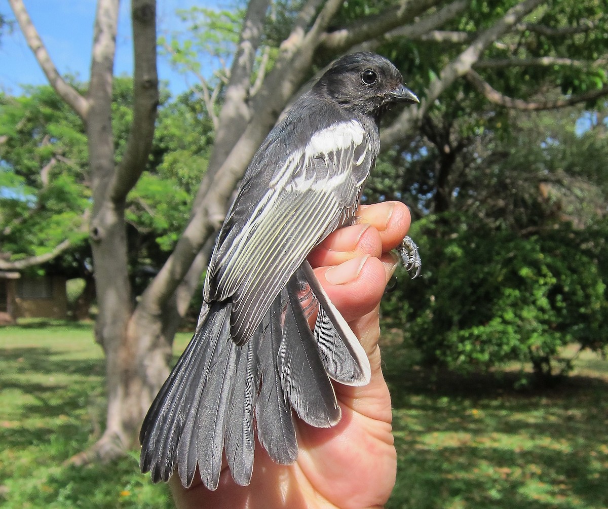 Southern Black-Tit - ML50647951