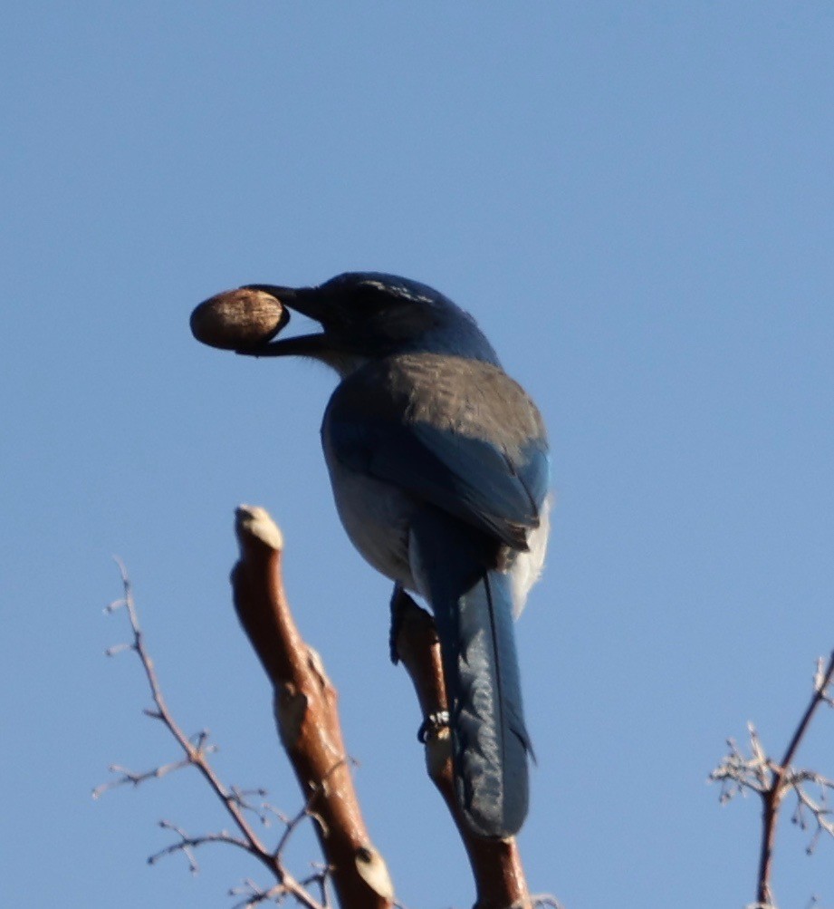 California Scrub-Jay - ML506482151