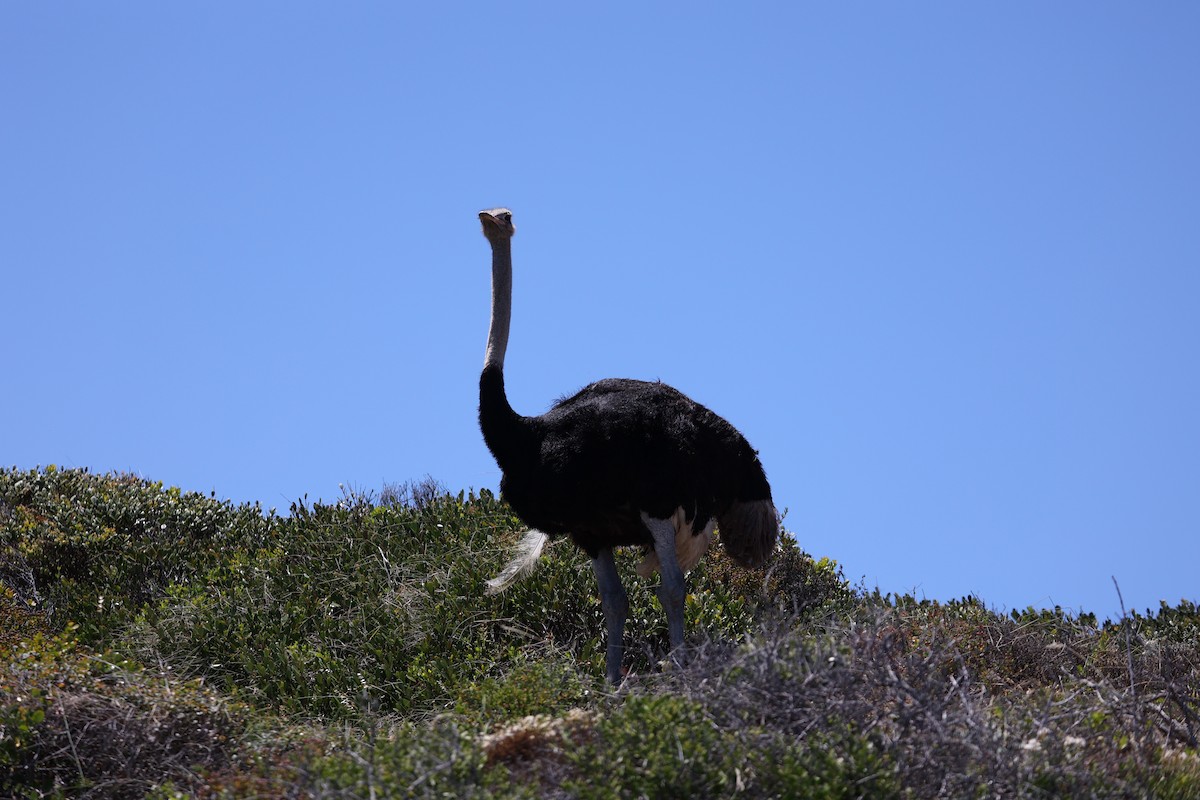 Common Ostrich - ML506482201