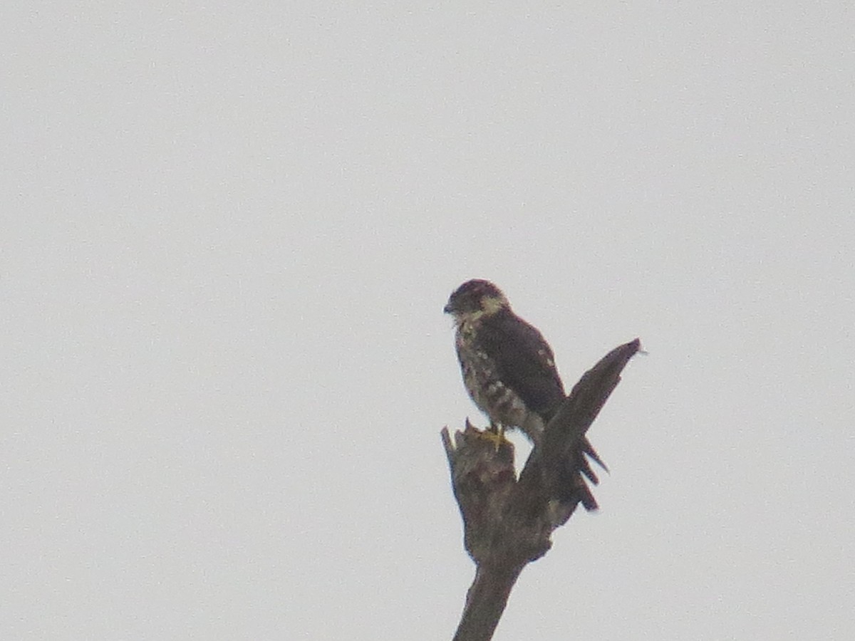 Peregrine Falcon - Myron Gerhard