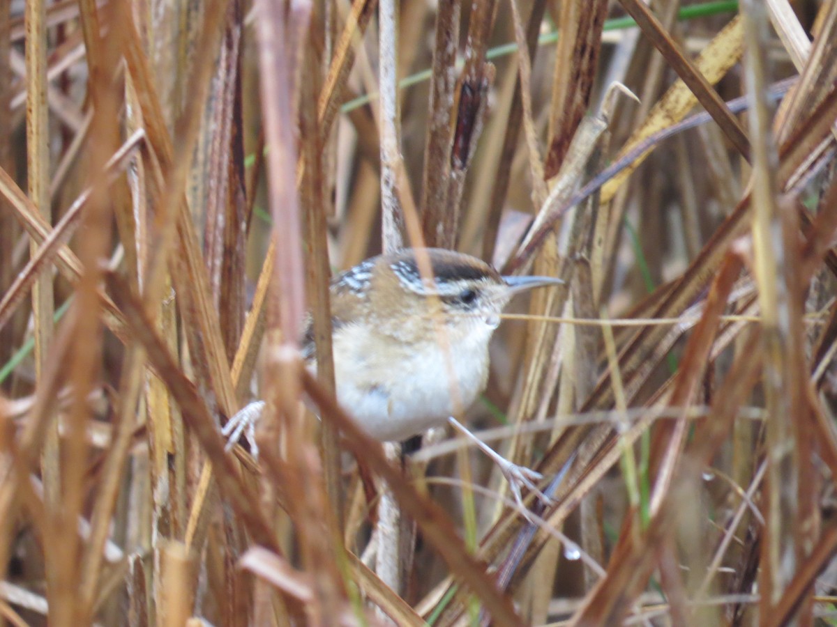 Marsh Wren - ML506482551