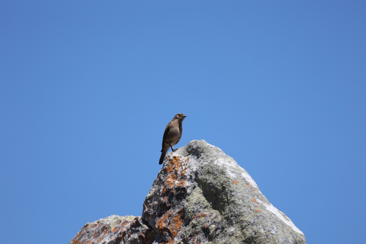 Familiar Chat - ML506482571