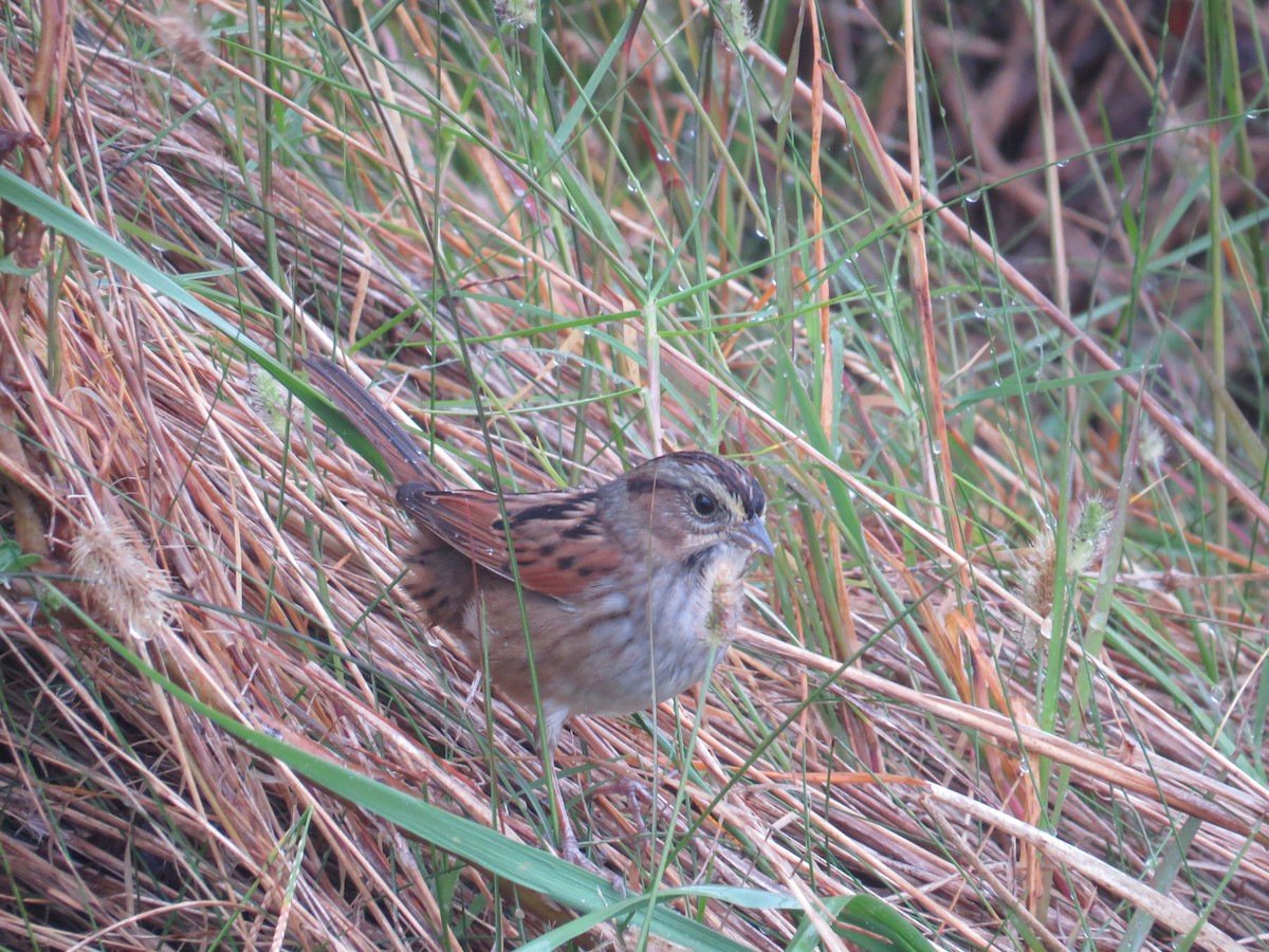 Swamp Sparrow - Myron Gerhard