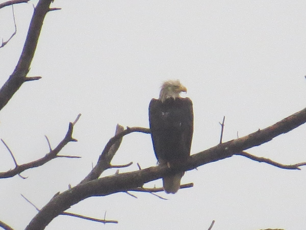 Bald Eagle - Myron Gerhard