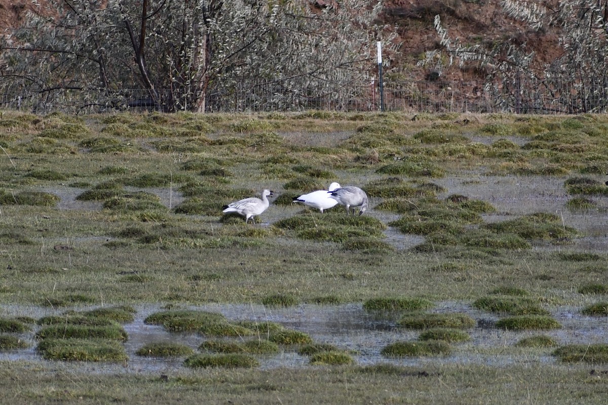 Цасны галуу - ML506482851