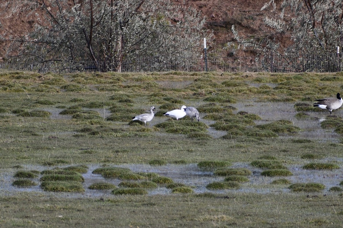 Цасны галуу - ML506482861