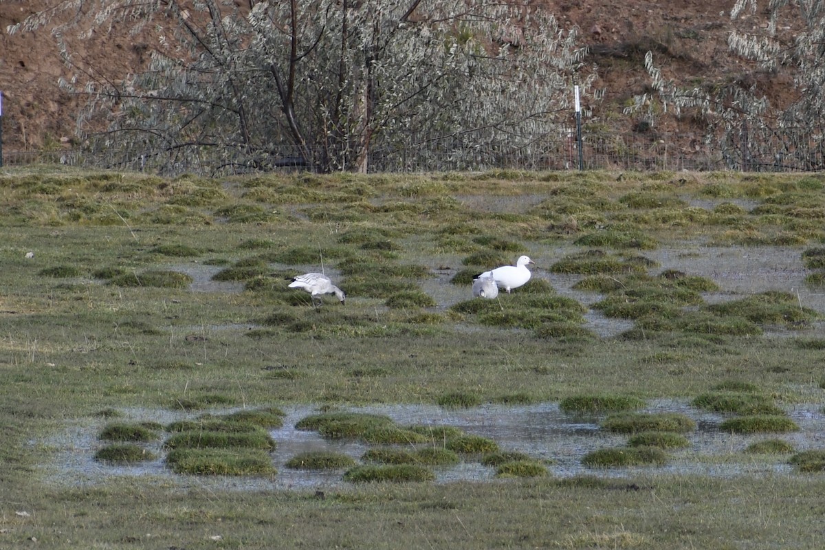 Цасны галуу - ML506482871