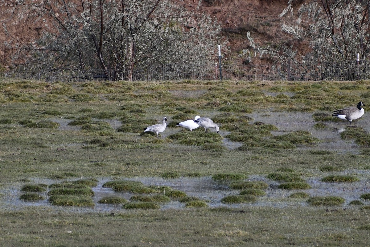 Цасны галуу - ML506482891