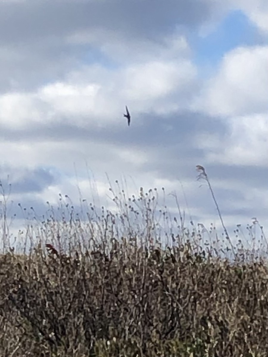 Barn Swallow - ML506482921