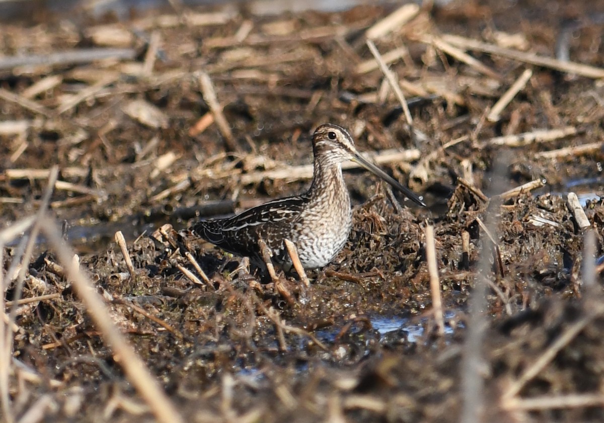 Wilson's Snipe - Joe Gula