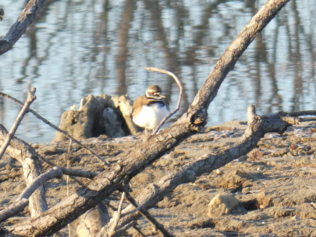 Killdeer - David Riddle