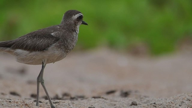 Caspian Plover - ML506484251