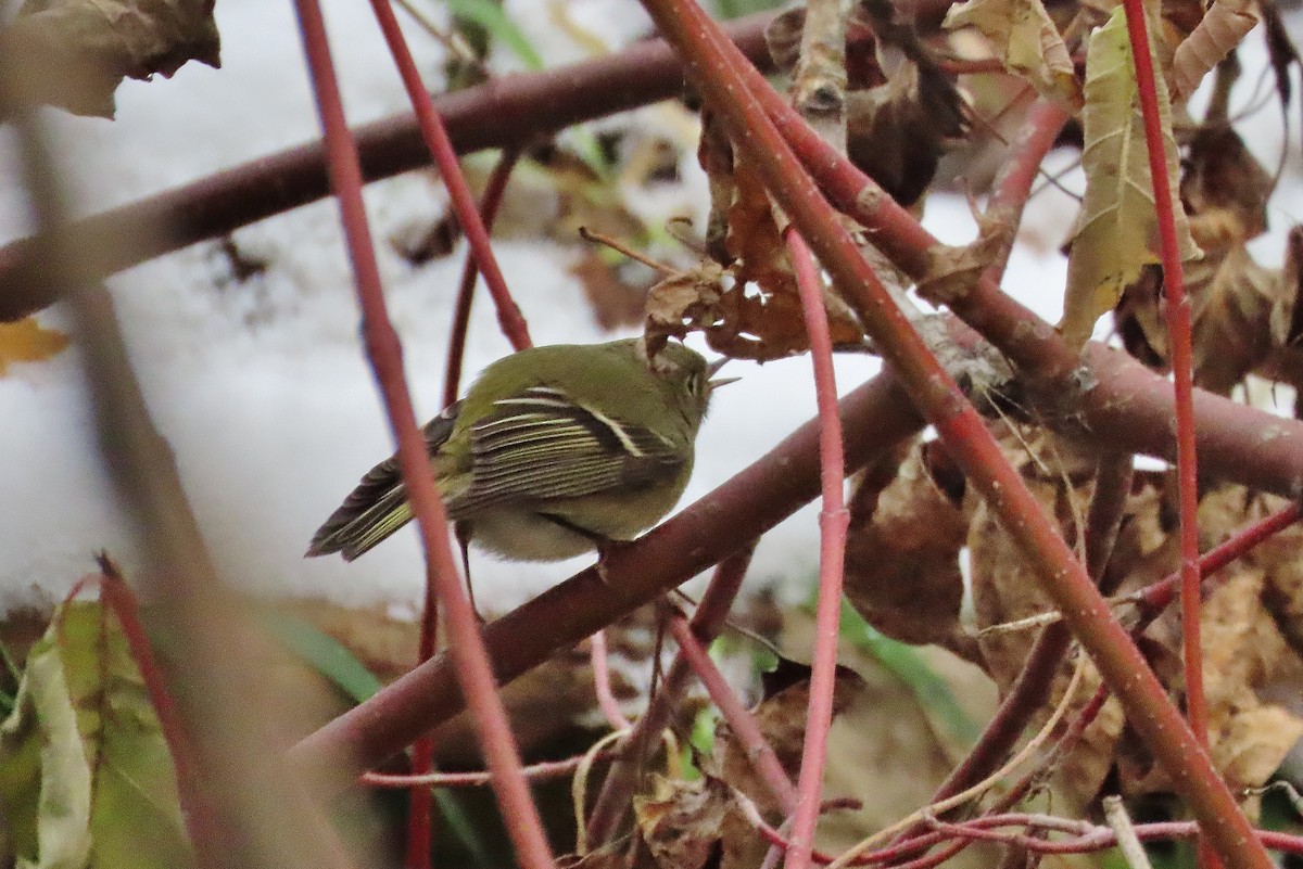 Ruby-crowned Kinglet - ML506484301