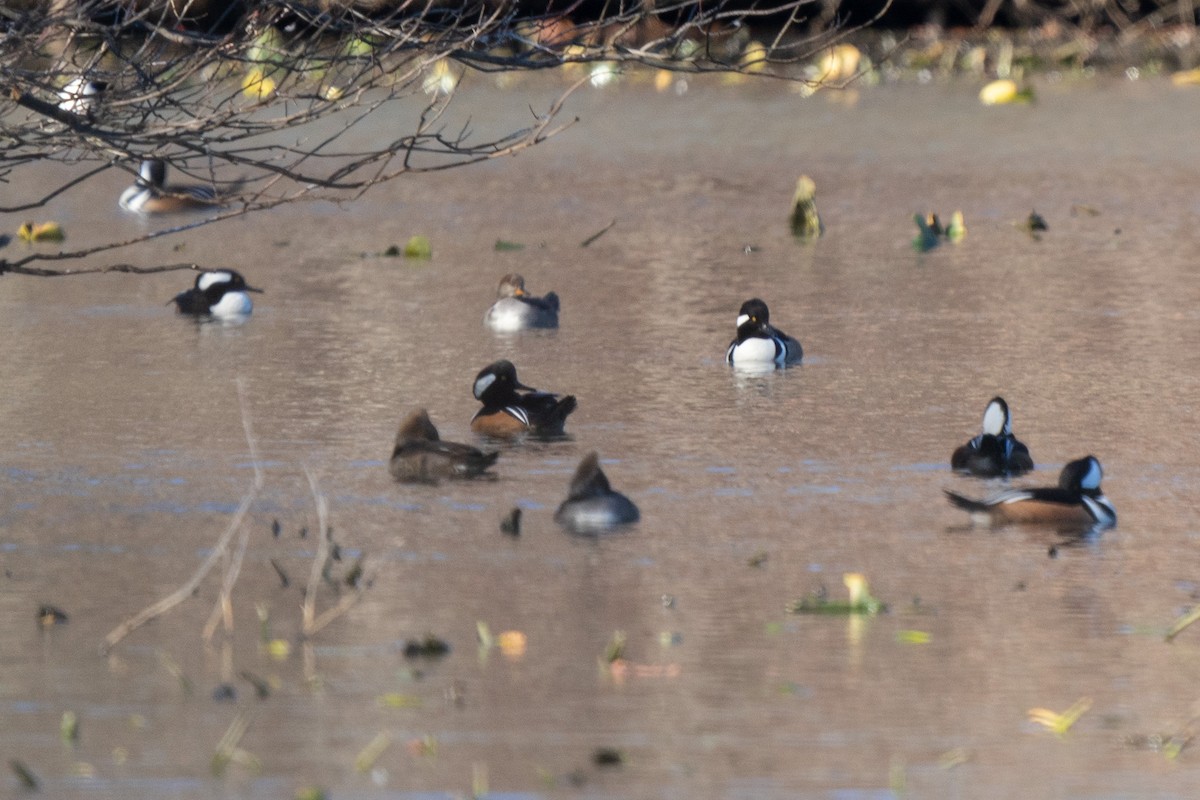 Hooded Merganser - ML506484431
