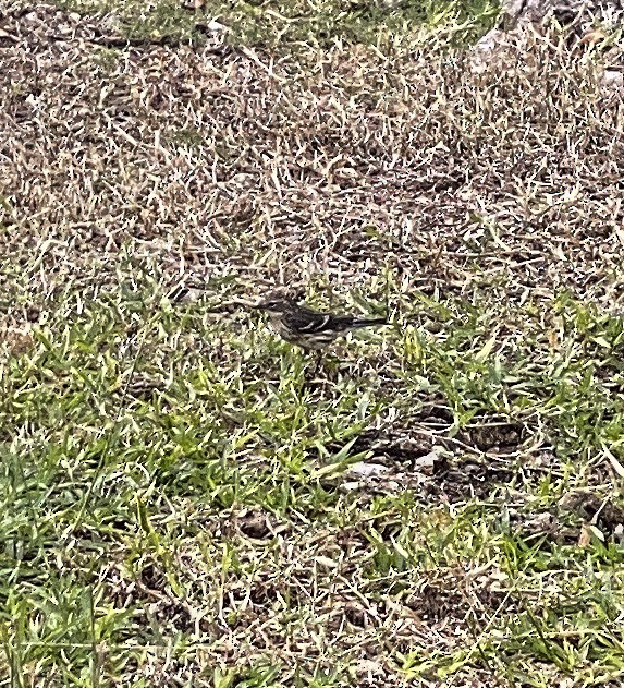 Palm Warbler - ML506485201