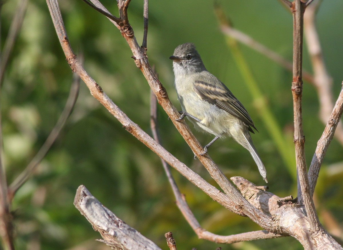 Southern Beardless-Tyrannulet - ML506485221