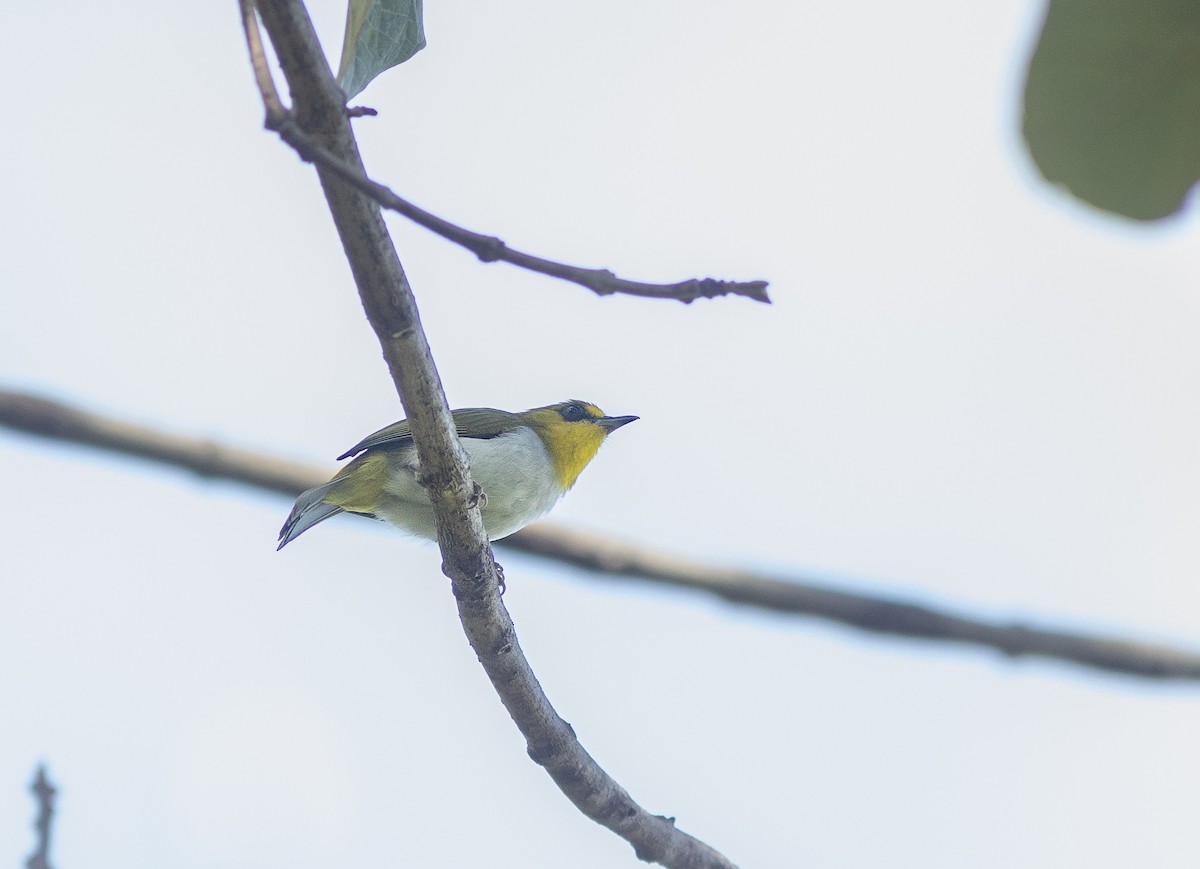 Black-ringed White-eye - ML506485411