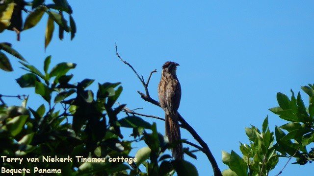 Striped Cuckoo - Terry van Niekerk