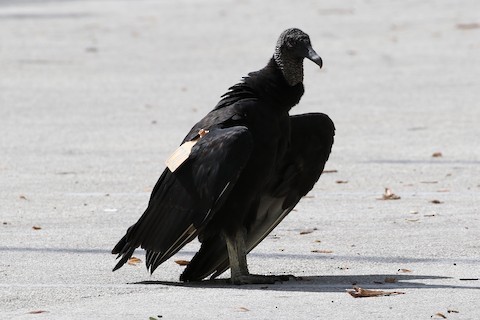 Black Vulture - ML506486491