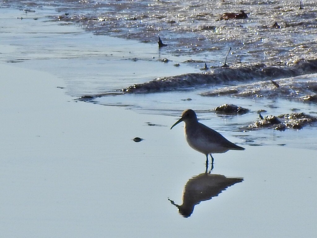 Dunlin - ML506487611