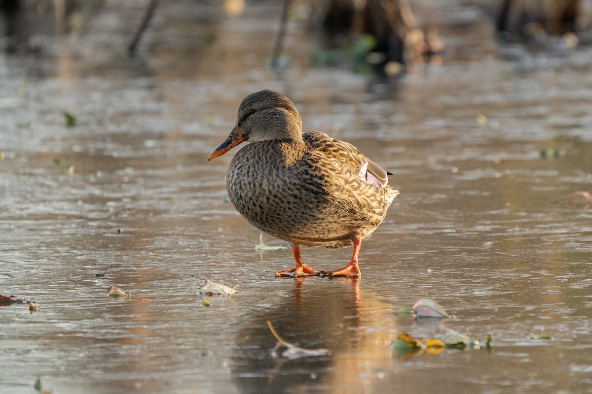 Canard colvert - ML506488301