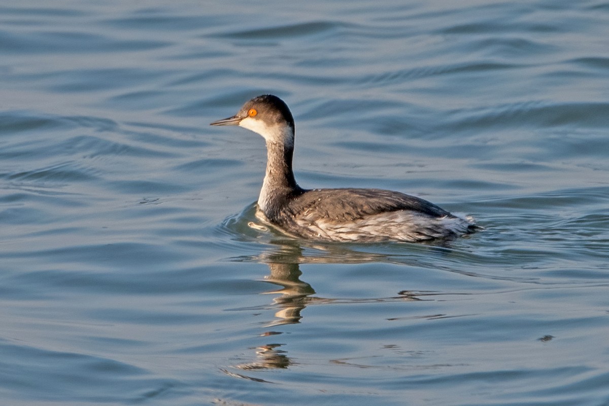 Eared Grebe - Sue Barth