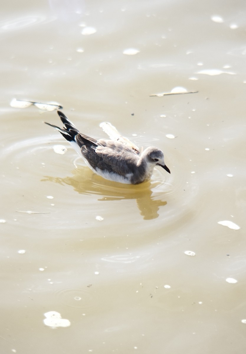 Sabine's Gull - ML506489621