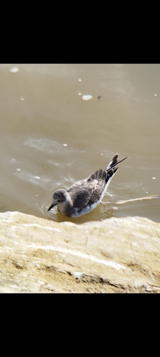 Sabine's Gull - ML506489631