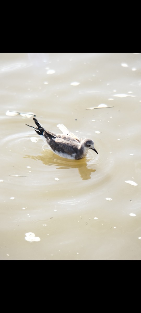 Sabine's Gull - ML506489641