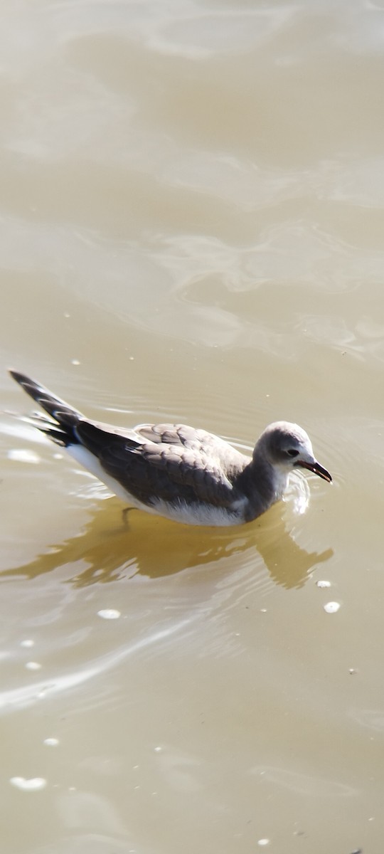 Sabine's Gull - ML506489651