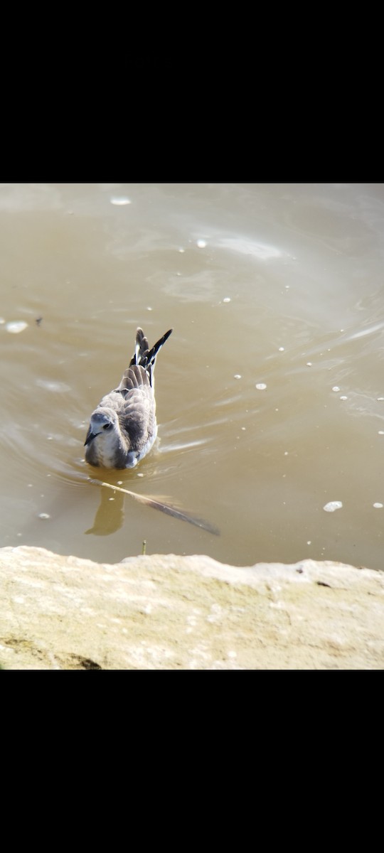 Sabine's Gull - ML506489661