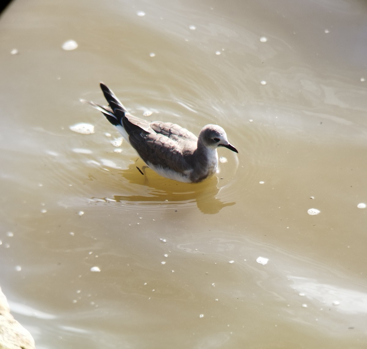 Sabine's Gull - ML506489671