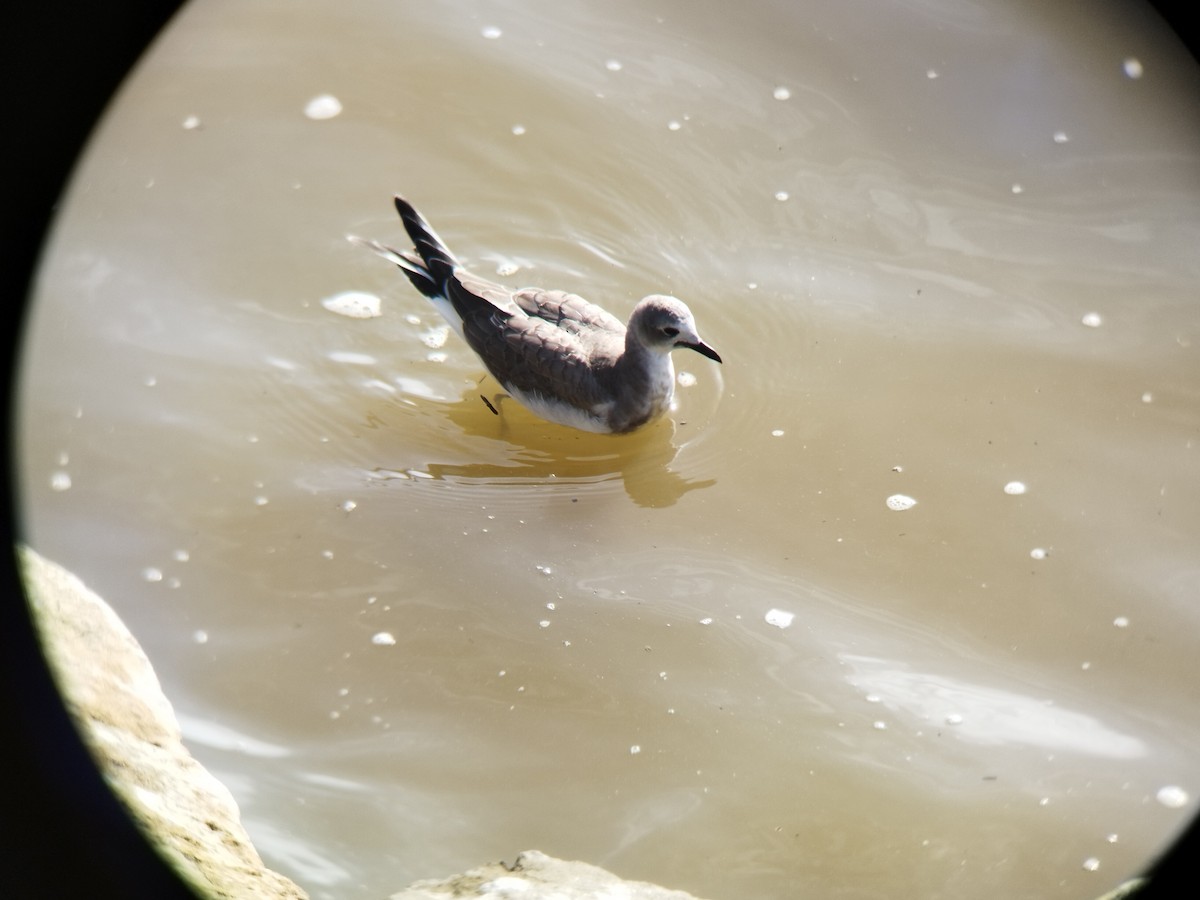 Sabine's Gull - ML506489681
