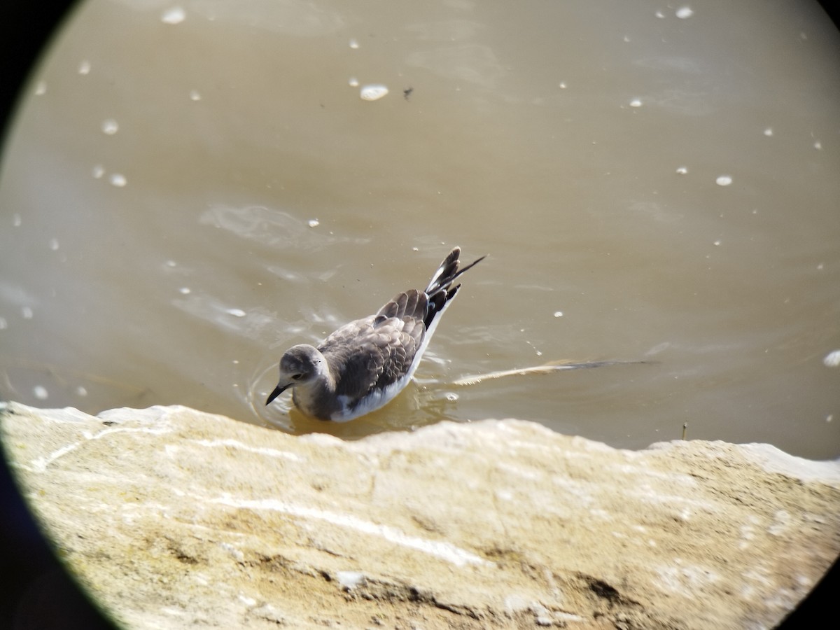 Sabine's Gull - ML506489691