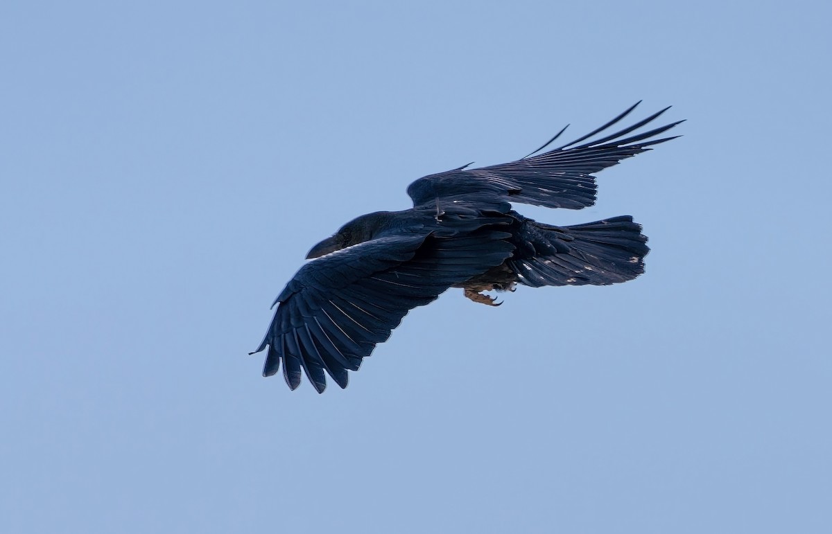 Fan-tailed Raven - ML506490461