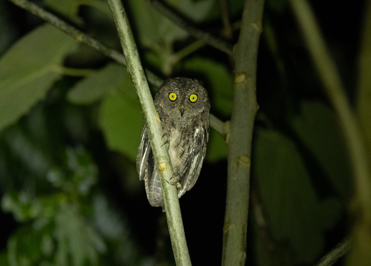 Banggai Scops-Owl - ML506490771