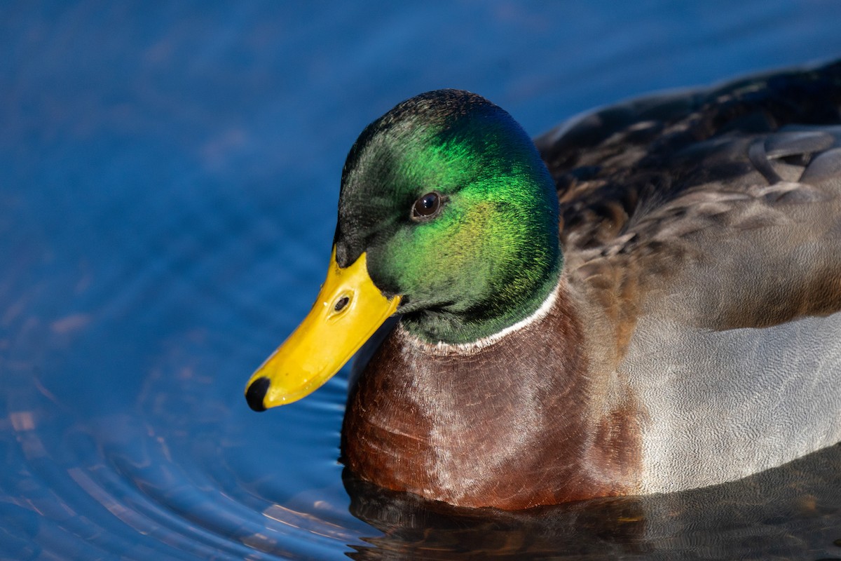 Mallard - ML506490781