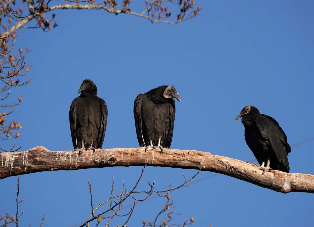 Black Vulture - ML506491201
