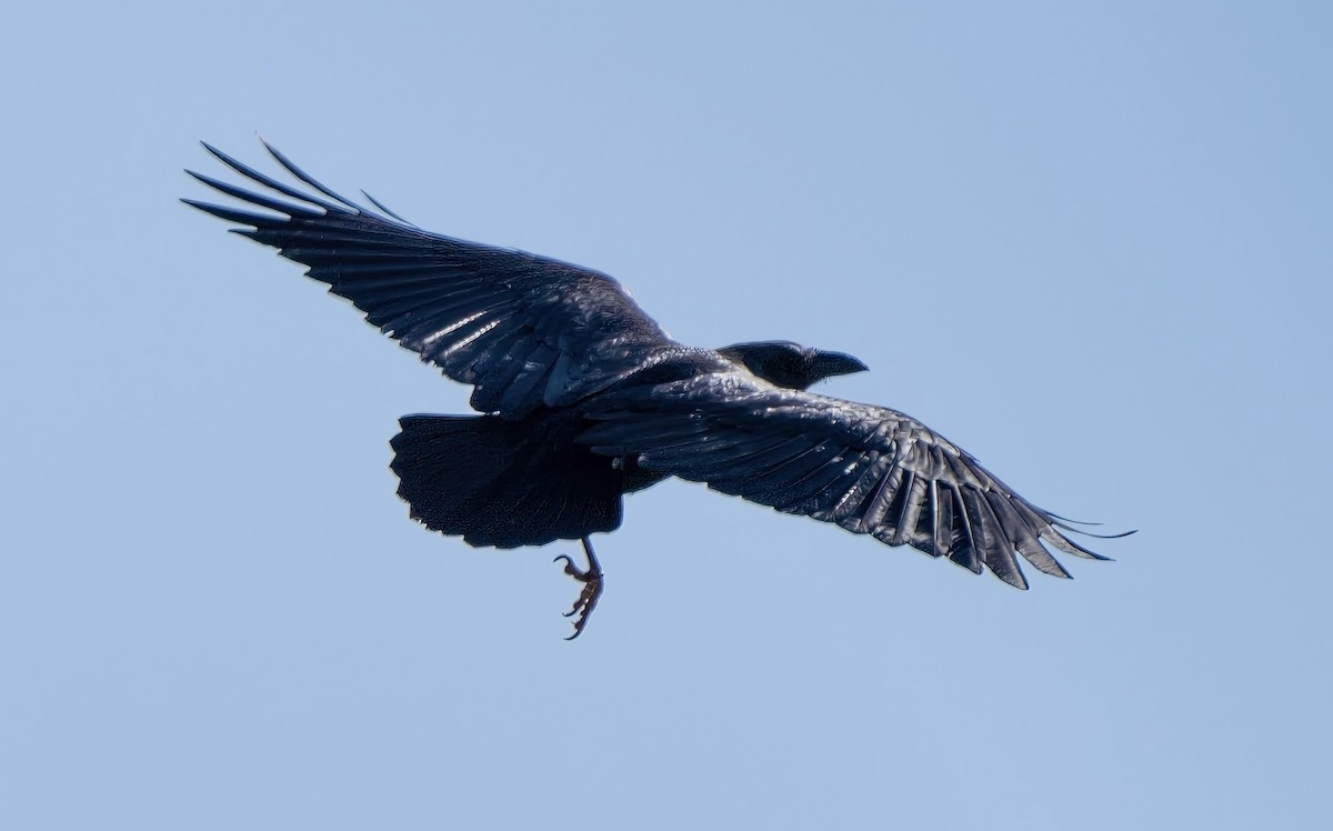 Fan-tailed Raven - David Higgins