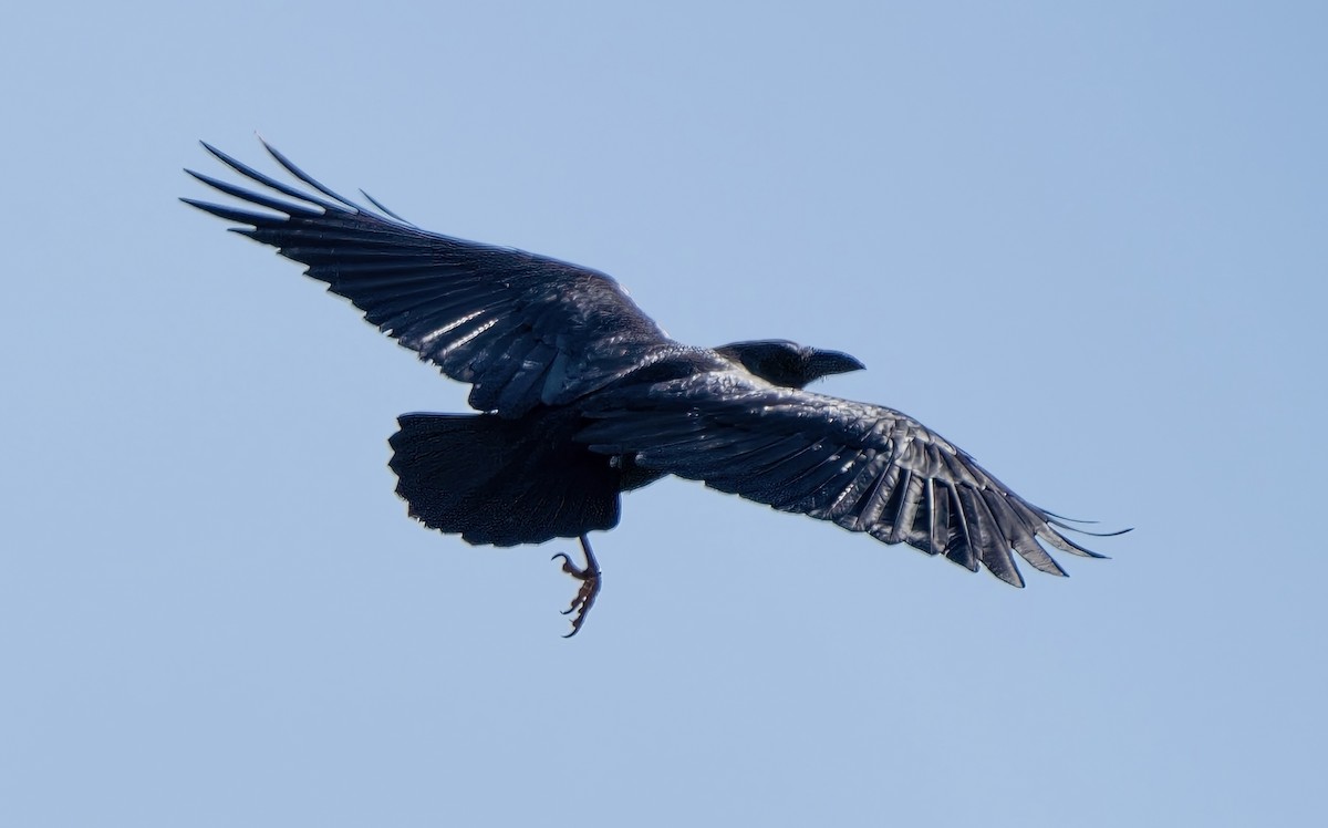 Corbeau à queue courte - ML506491251