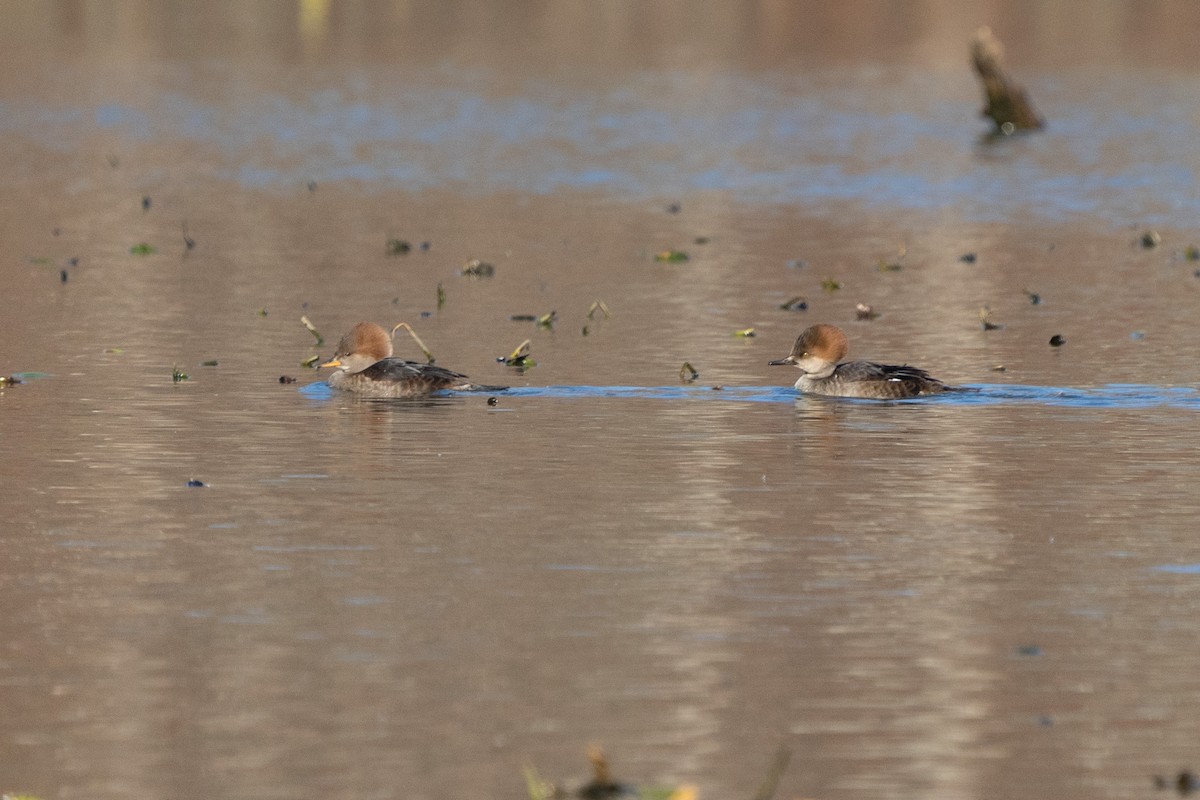 Hooded Merganser - ML506491451