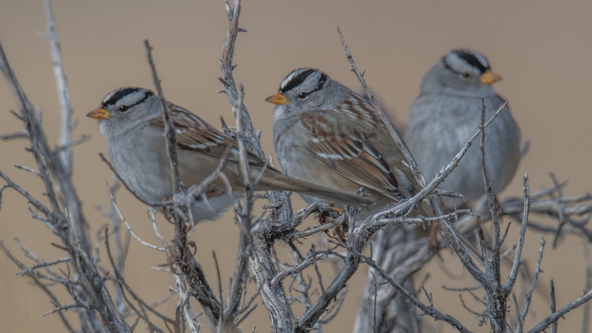 White-crowned Sparrow - ML506491831
