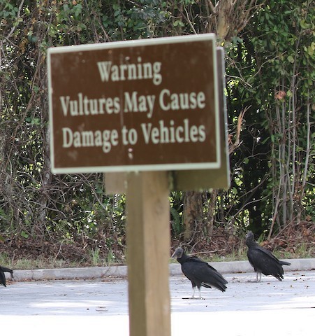 Black Vulture - ML506493611