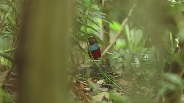 Sulawesi-Blaubrustpitta (celebensis) - ML506494121