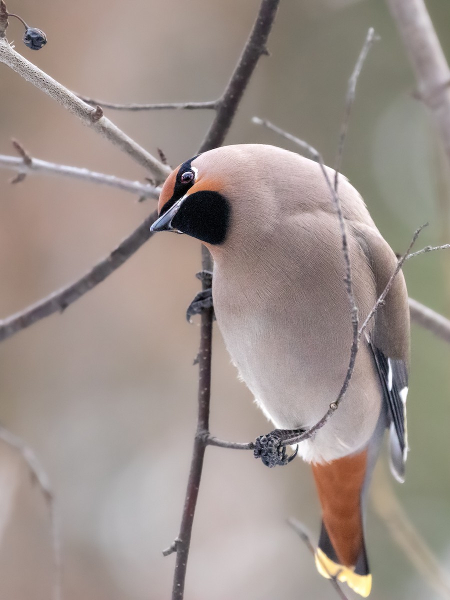 Bohemian Waxwing - ML506494661