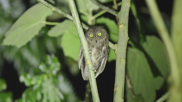 Banggai Scops-Owl - ML506495891