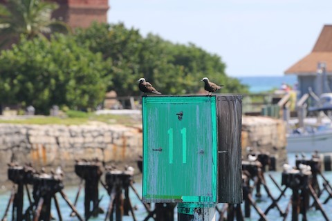 Brown Noddy - Emily Rottino