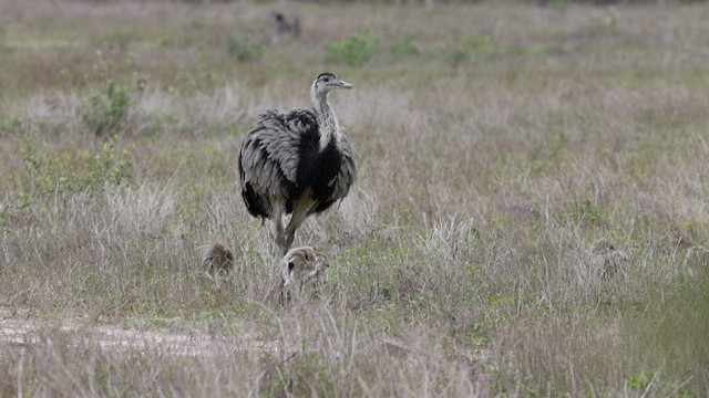 Greater Rhea - ML506496871