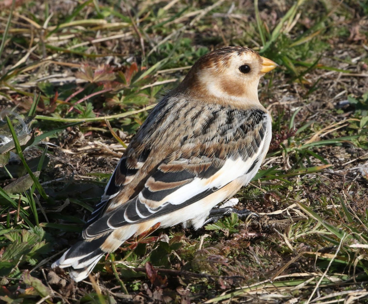 Snow Bunting - Donald A. Sutherland