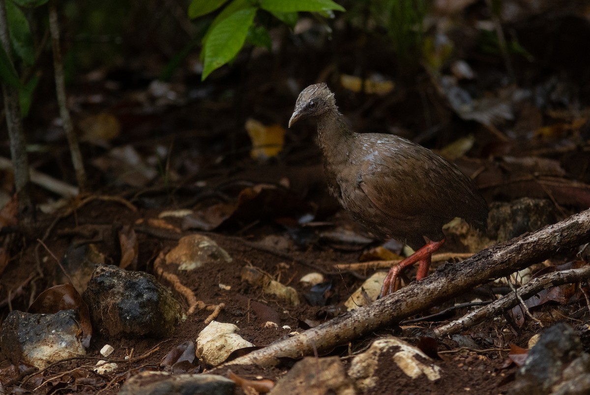 Sula Megapode - ML506497141